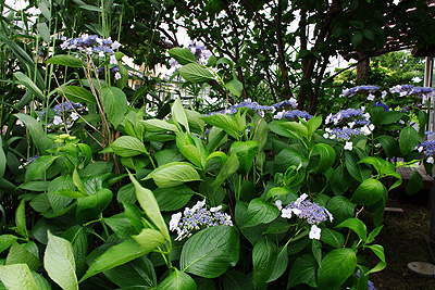 紫陽花