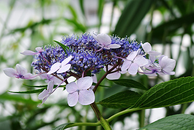 紫陽花