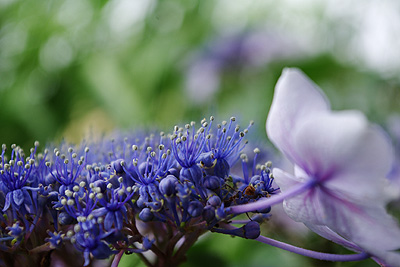 紫陽花