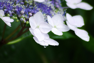 紫陽花