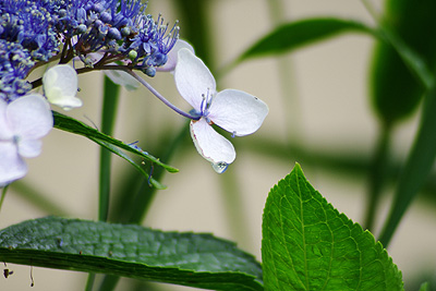 紫陽花