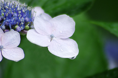 紫陽花