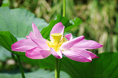 瓢湖の蓮