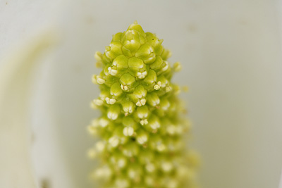 水芭蕉